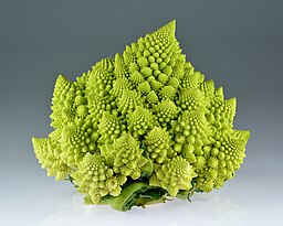 cavolo romano